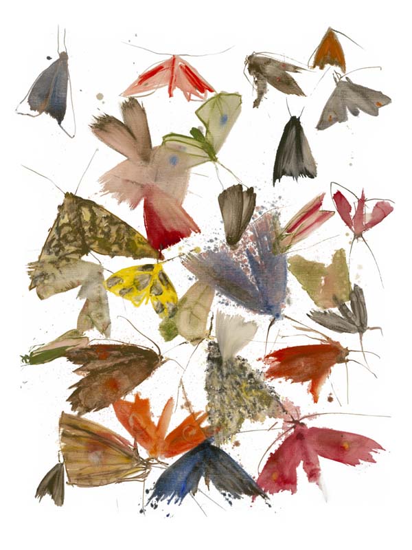 Moths 9